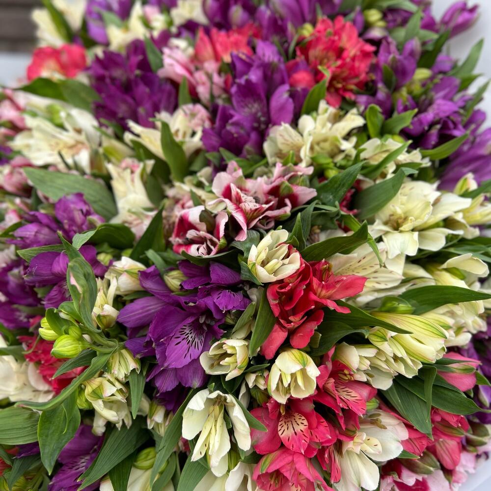 НАРАСХВАТ! 51 яркая альстромерия