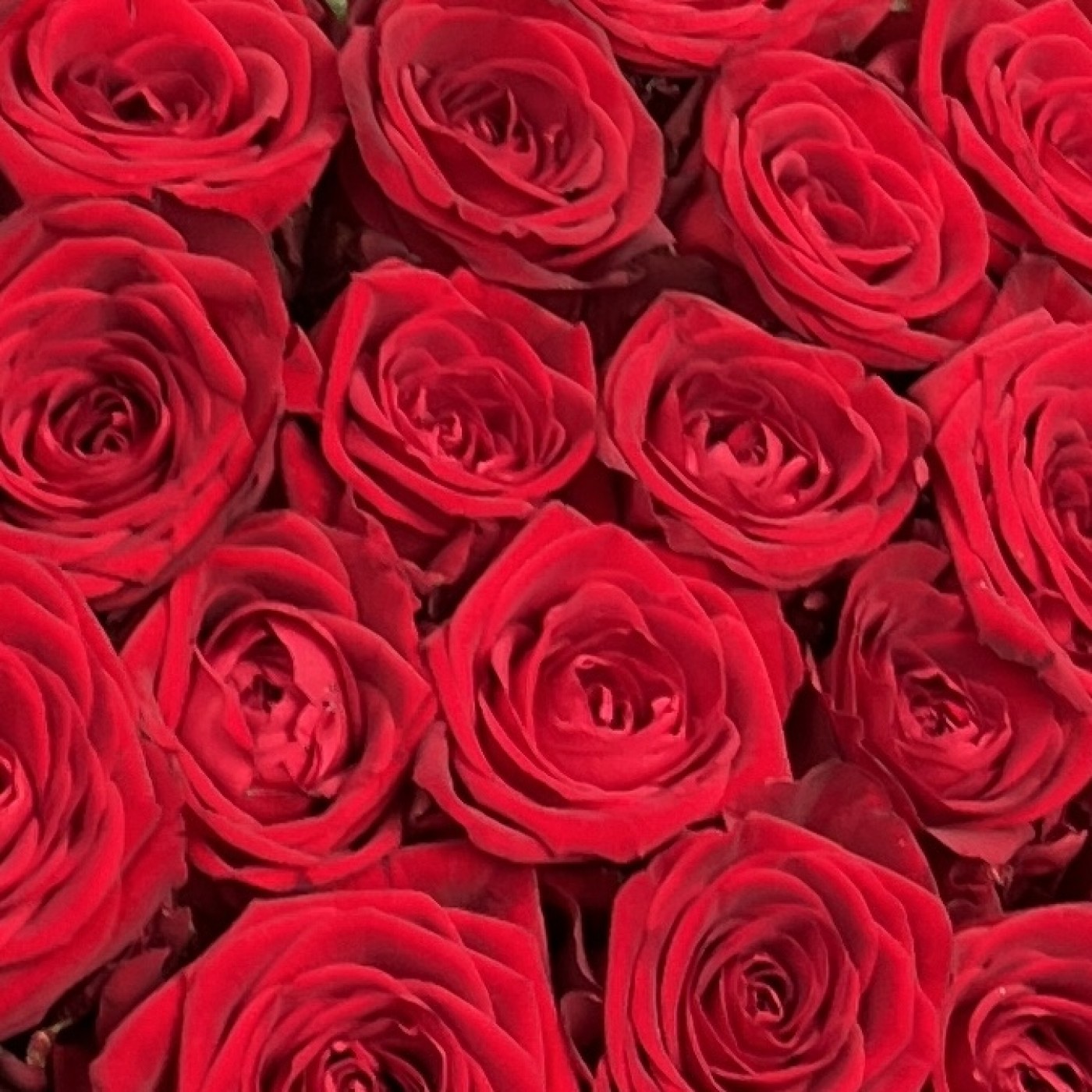 25 красных роз 60см