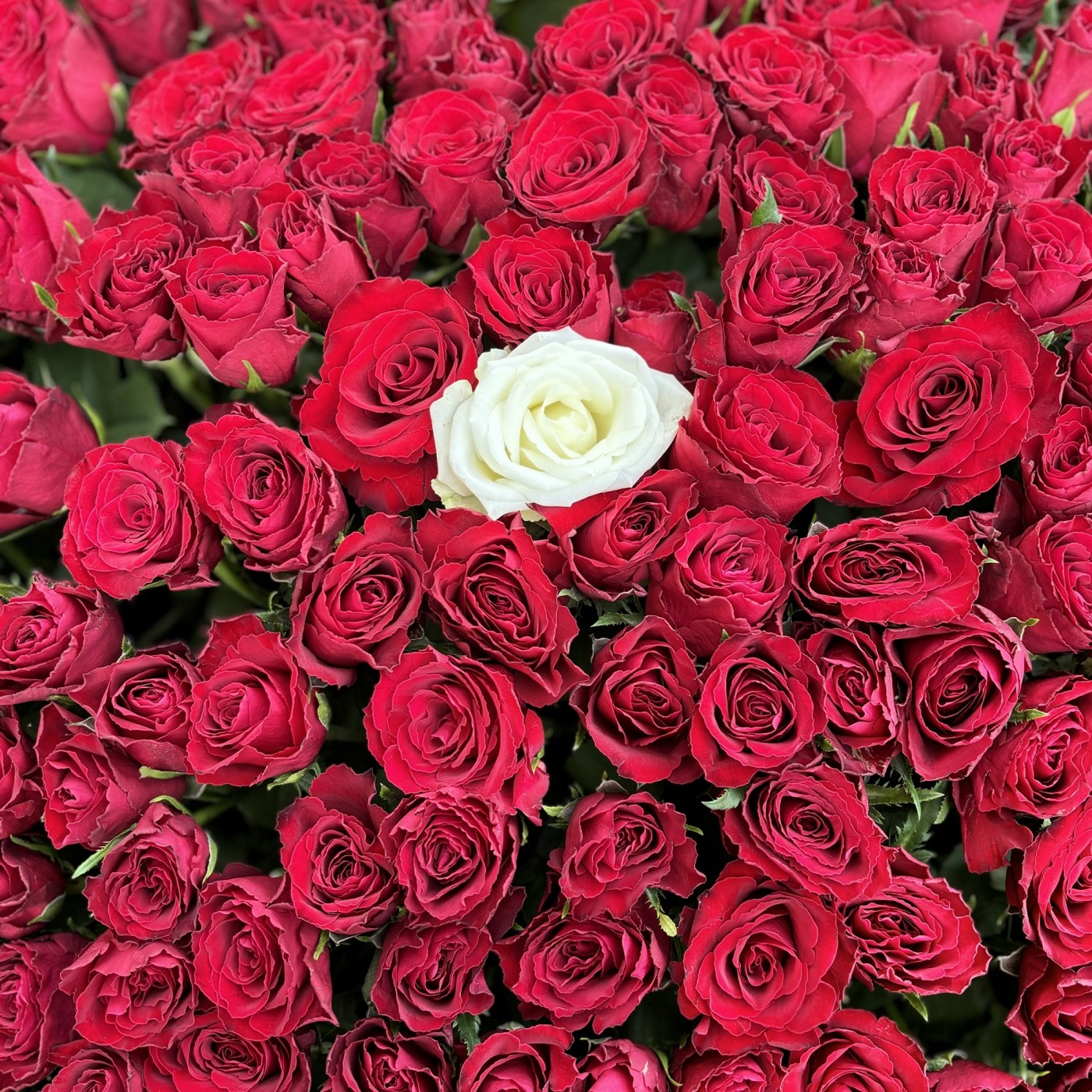 Корзина из 501 красной розы