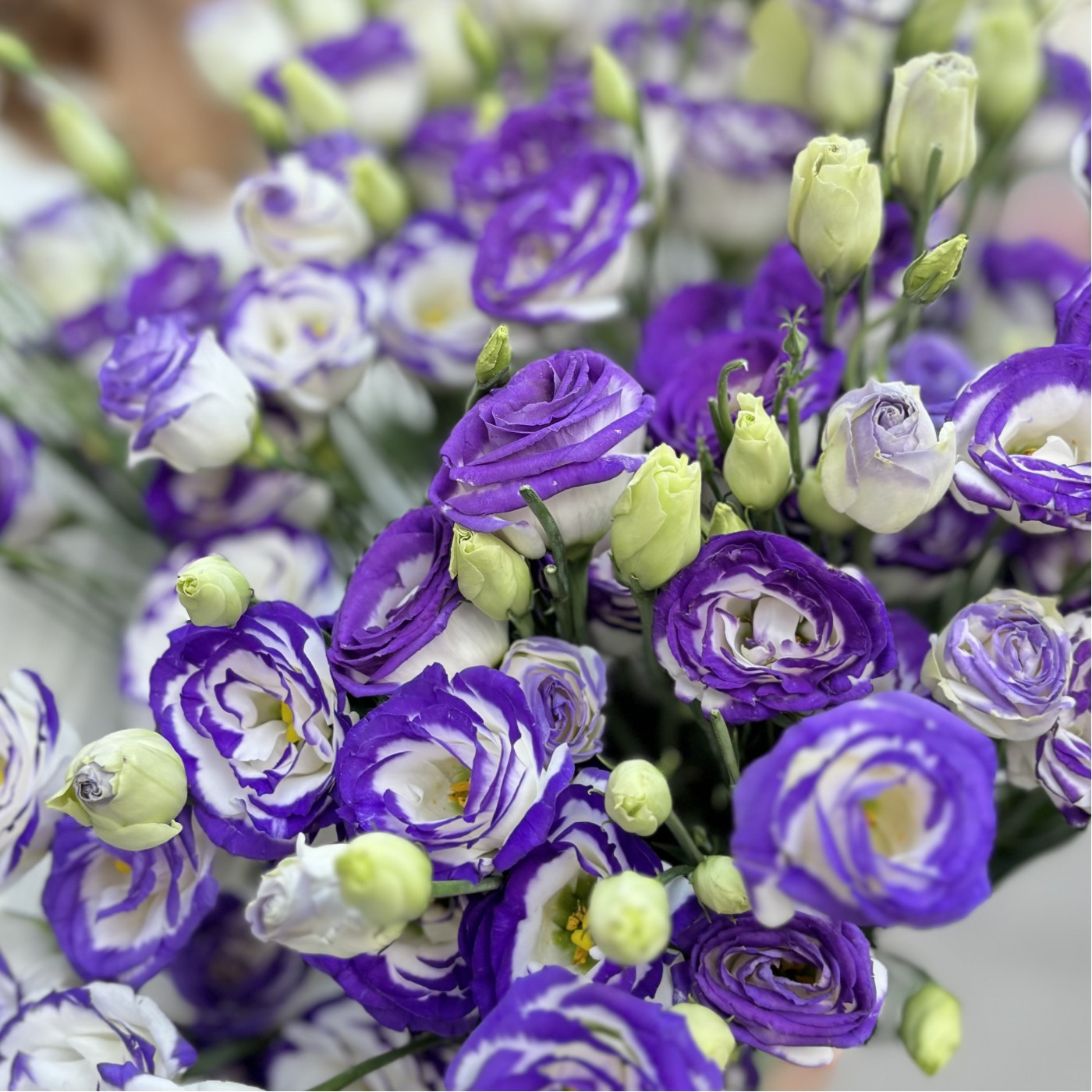 Эустома бело фиолетовая 25 шт.