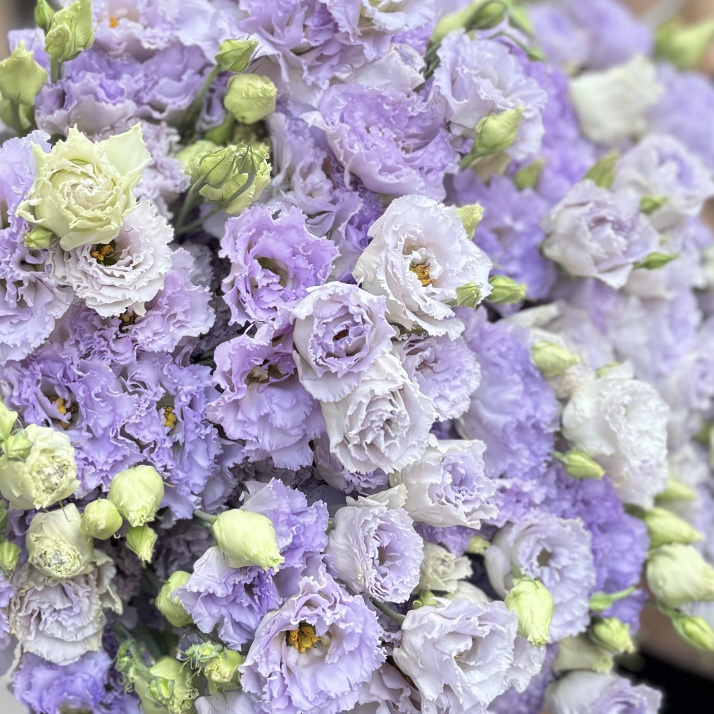 Эустома лавандовая 25 шт.