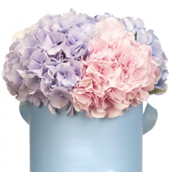 Букет из гортензий в коробке "Нежность"